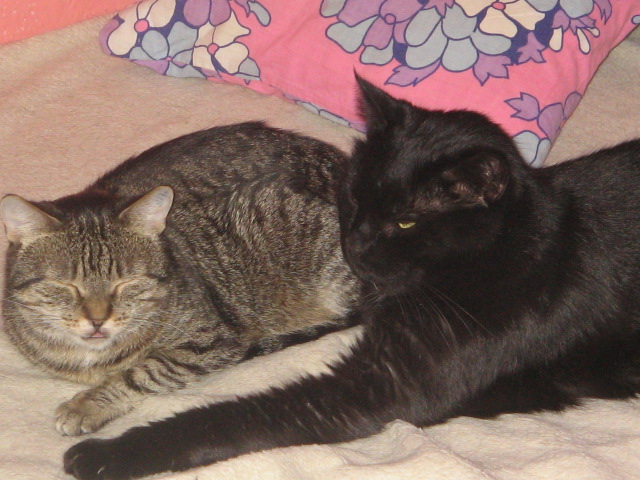 Oliver a Evelina